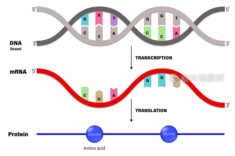 转录和翻译。DNA, mRNA和蛋白质。分子生物学。
